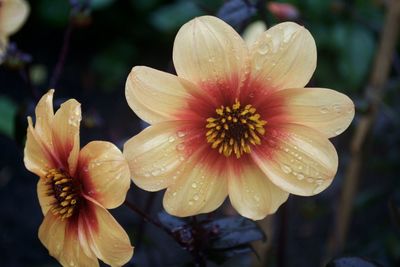 Close-up of wet flowers blooming outdoors