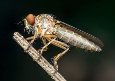 Close-up of insect over black background