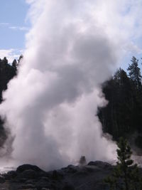 Low angle view of trees against sky