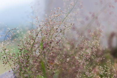 Close-up of flowers on branch