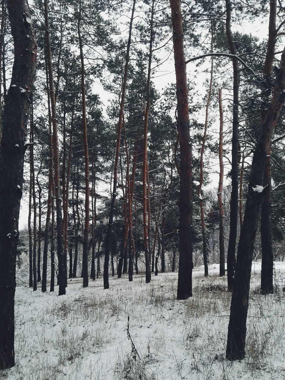 tree, tree trunk, forest, nature, growth, tranquility, tranquil scene, no people, day, beauty in nature, landscape, outdoors, scenics, winter, sky