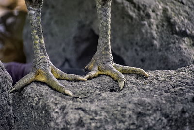 Closeup view of legs of a rooster on a cement brick