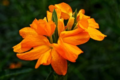 Close-up of day lily blooming outdoors