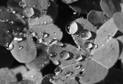 Full frame shot of water drops on leaf