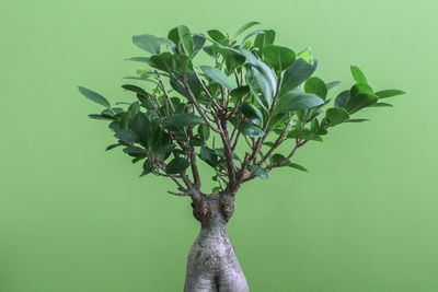 Close-up of flower tree