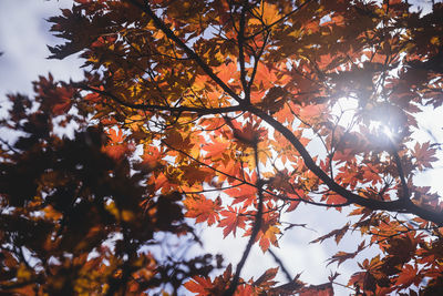 Low angle view of tree against sky