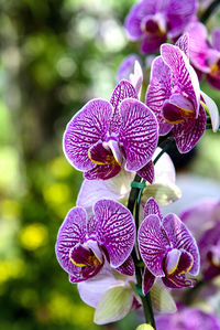 Close-up of purple flowering plant