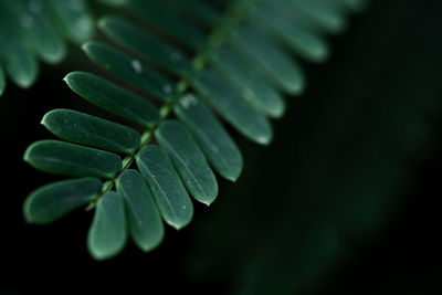 Close-up of raindrops on leaves