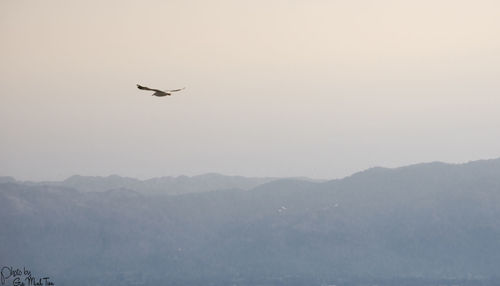 Bird flying over mountain range
