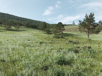 Scenic view of field against sky