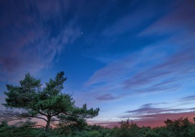 Trees against blue sky at dusk