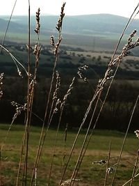 Close-up of grass on field against sky