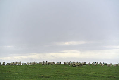 Flock of distant sheep against a grey sky
