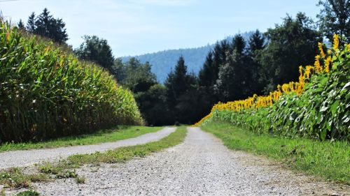 Empty road along plants and trees against sky