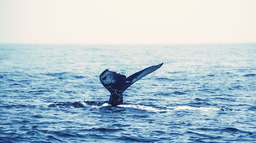 Horse in sea against clear sky