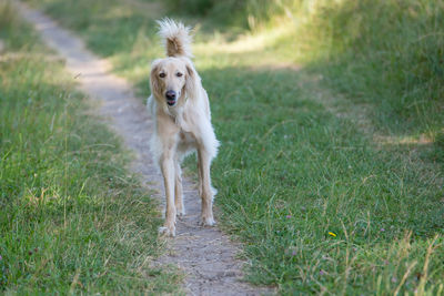 Dog running on field