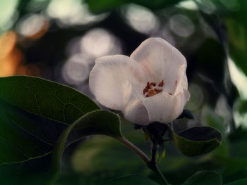Close-up of white flowering plant