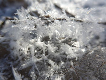 Close-up of frozen plant