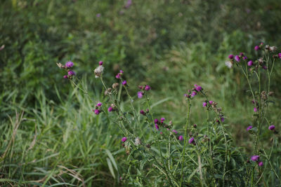 Close-up of pink flowering plants on field