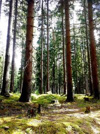 Trees in forest