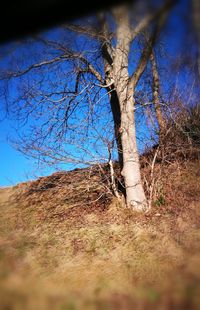 Bare tree on landscape against sky