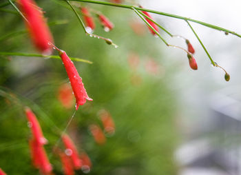 Close-up of plant