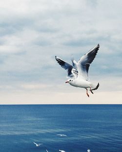 Seagull flying over sea against sky