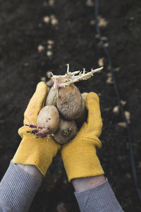High angle view of woman holding potatoes in farm