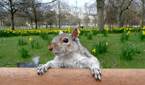 Close-up of squirrel at st james park