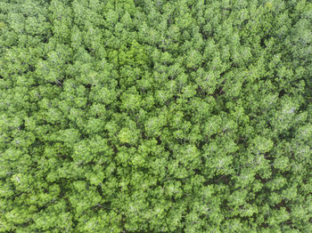 Full frame shot of fresh green plants