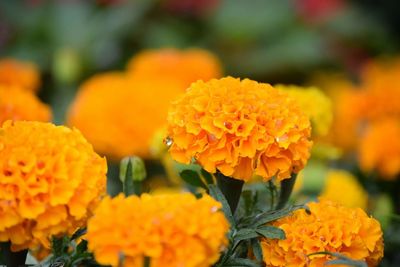 Close-up of yellow flowering plant