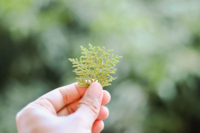 Close-up of hand holding plant