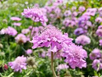 flowering plant