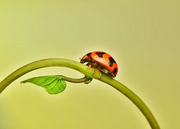 Close-up of ladybug on plant against colored background