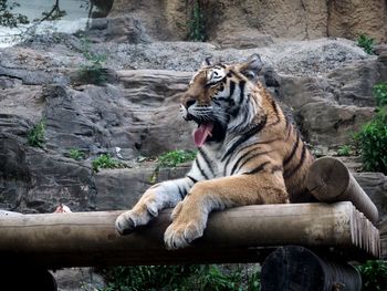 Full length of a cat sitting on rock