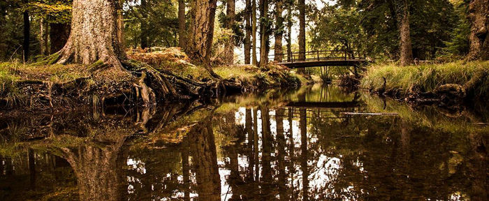 Scenic view of lake in forest