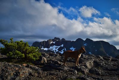 Dog on landscape against cloudy sky