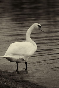 Side view of a bird