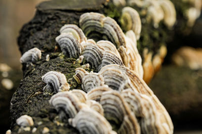 Close-up of shells