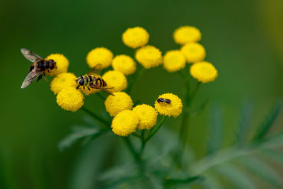 Close-up of bee pollinating on yellow flower