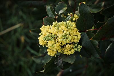 Close-up of yellow flowering plant