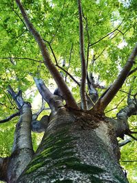 Low angle view of tree in the forest