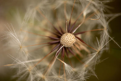 Close-up of dandelion against blurred background
