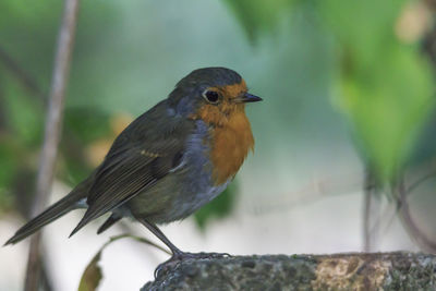 Close-up of bird perching outdoors