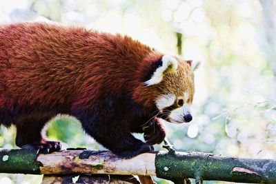 Close-up of an animal