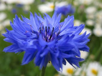 Close-up of purple flower blooming outdoors