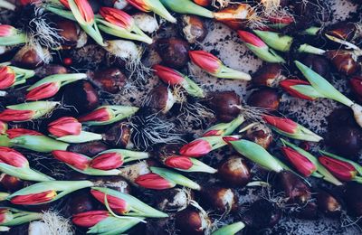 High angle view of flowers on field