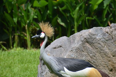 Close-up of a bird on rock