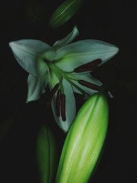 Close-up of flower