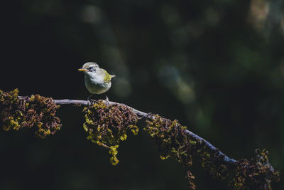 Close-up of bird perching on branch